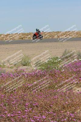 media/Mar-12-2023-SoCal Trackdays (Sun) [[d4c8249724]]/Turn 15 Inside Bloom (130pm)/